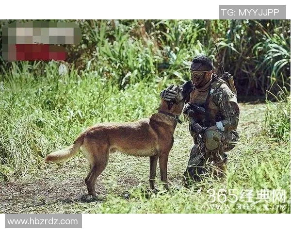 巴西警犬足球明星的传奇故事与训练背后的秘密揭秘